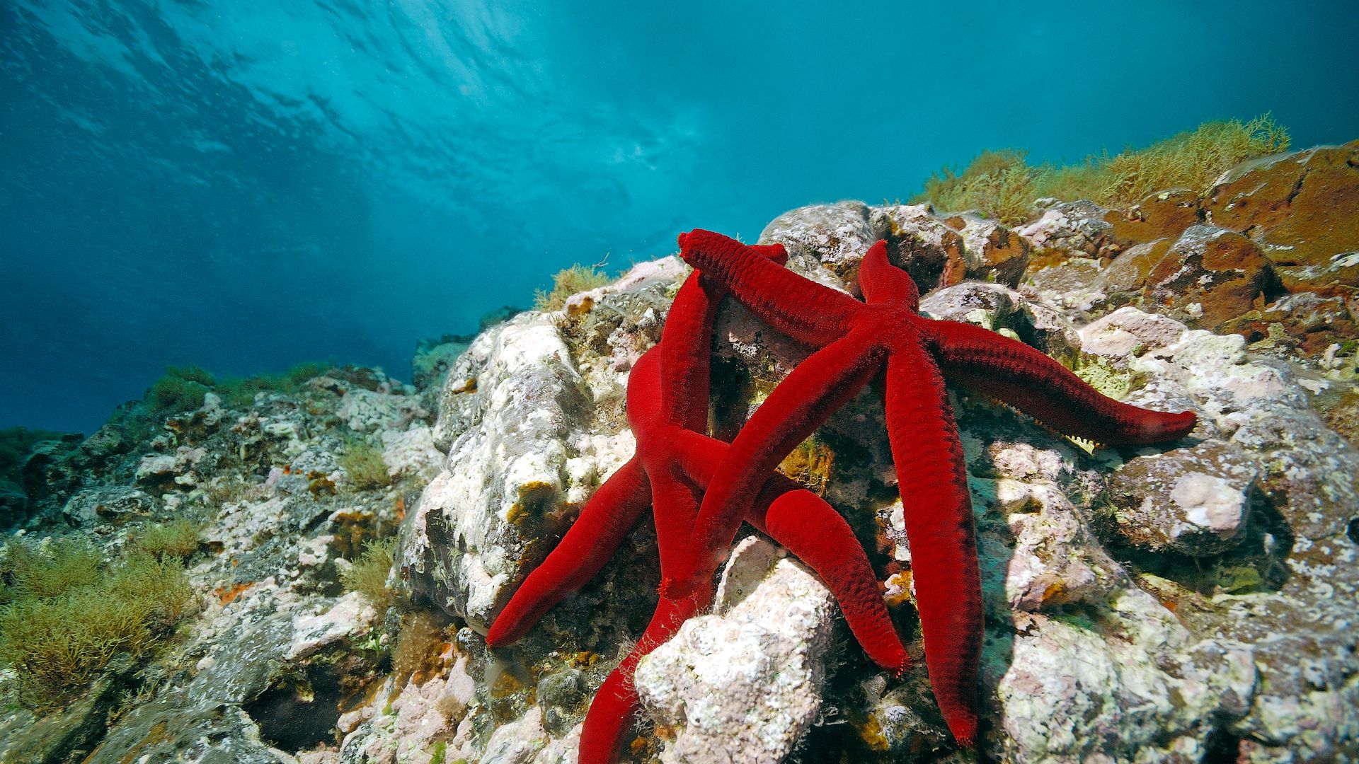 Red Sea Star On Rock Underwater Mediterranean Sea Stock Photo