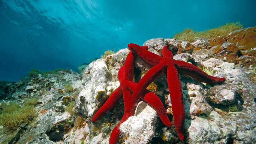 Red sea stars, Mediterranean Sea