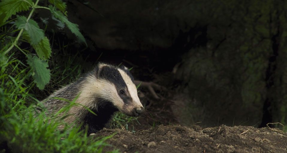Badger