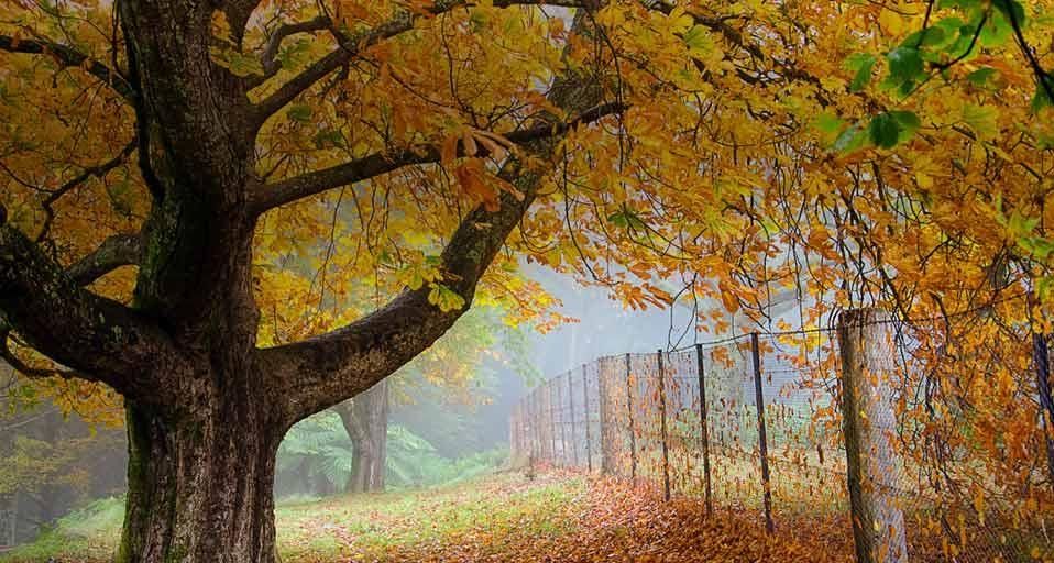 Autumn leaves on large tree bordered by fence in New South Wales village of Mount Wilson