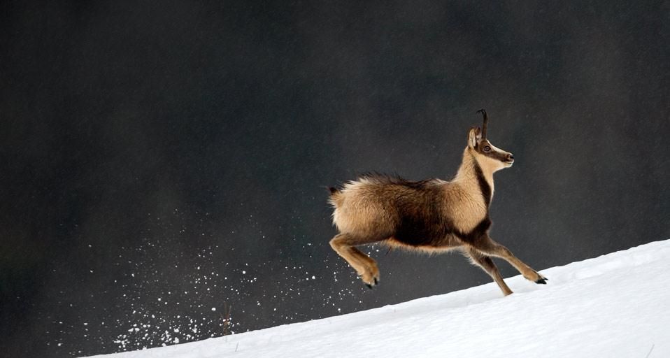 Chamois (Rupicapra Pyrenaica) dans le parc national des Pyrénées