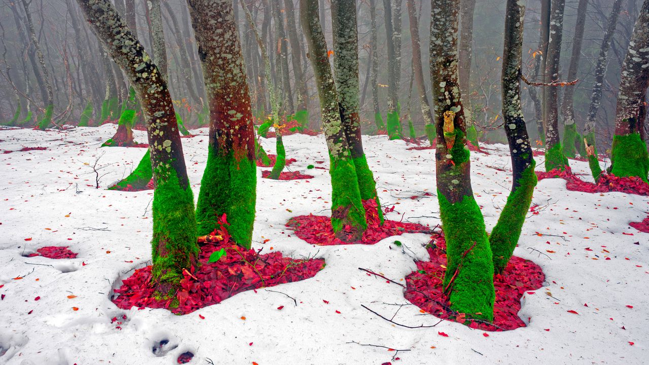 Trees on the northern slope of Mount Khomyak in the Carpathian Mountains, Ukraine