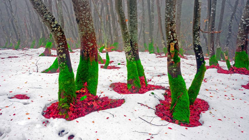 Arbres dans une forêt du Mont Khomyak dans les montagnes Carpates, Ukraine