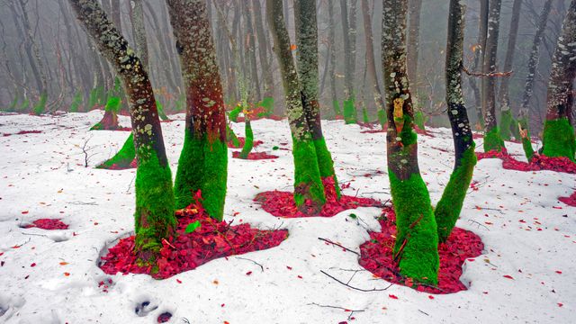 Mount Khomyak, Carpathian Mountains, Ukraine