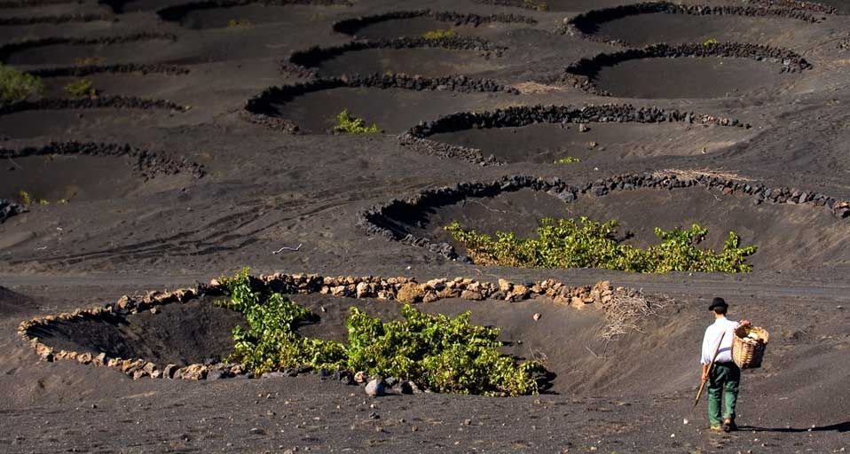 Weinreben auf Lanzarote, Kanarische Inseln, Spanien – Marc Dozier/Corbis ©
