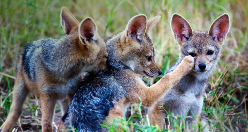 Black-backed jackal pups