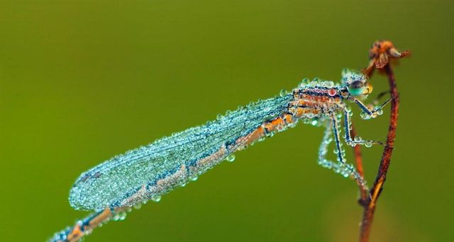 Kleinlibelle im Morgentau