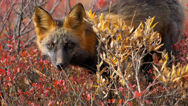 Red Fox (Vulpes vulpes) Canada