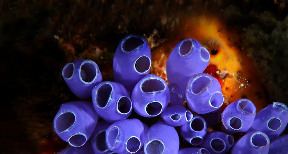 Blue Bell Tunicates