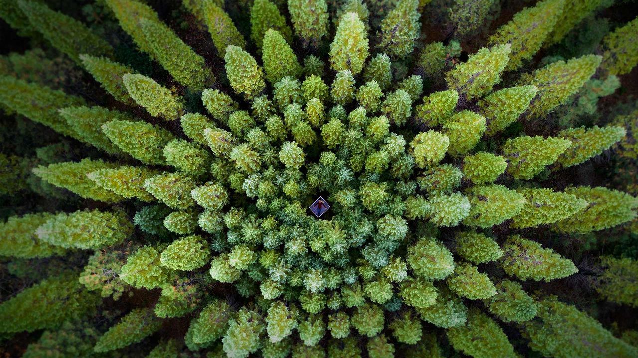 For Earth Month, a symmetrical forest known as a Nelder plot