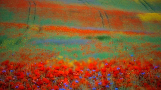 Blühender Mohn und Kornblumen in einem Rapsfeld, Penzlin