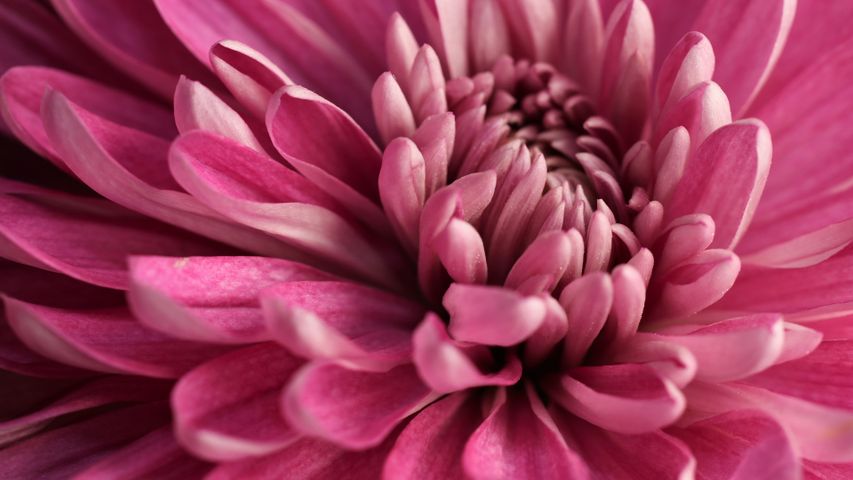 Petals of pink