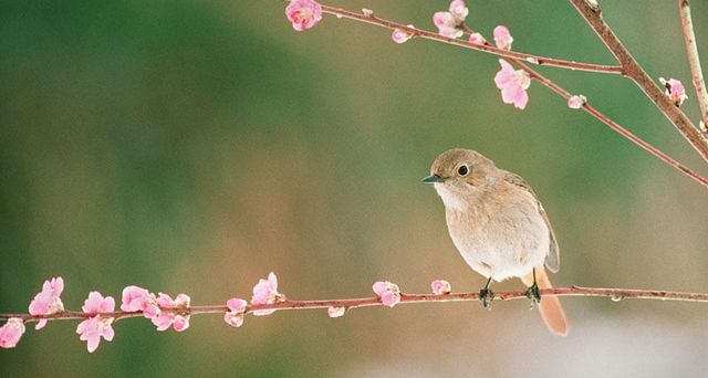 ｢ジョウビタキと桃の花｣