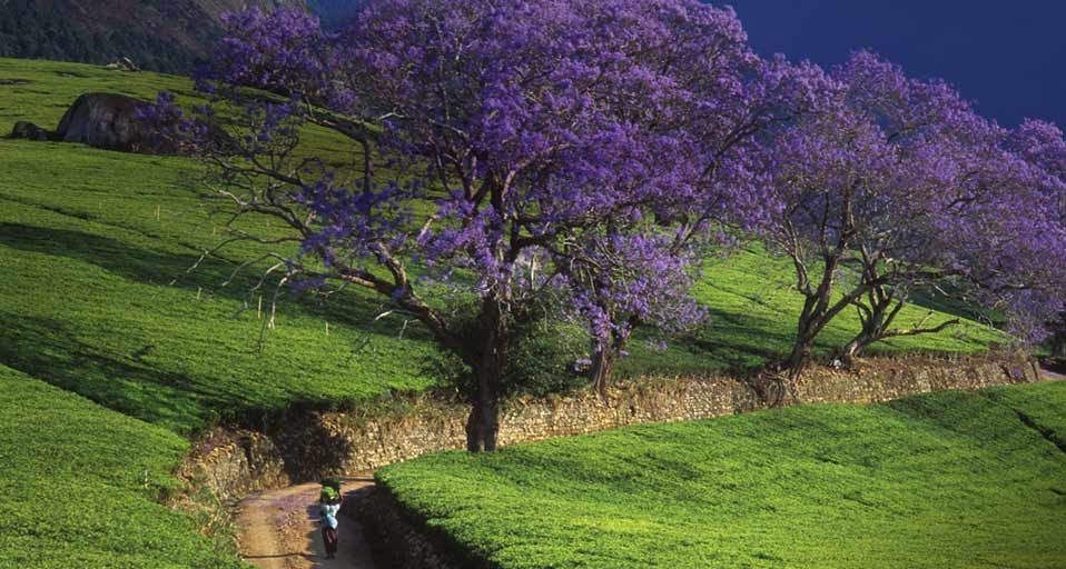 Woman walking down road past Jacaranda trees in Malawi, Africa