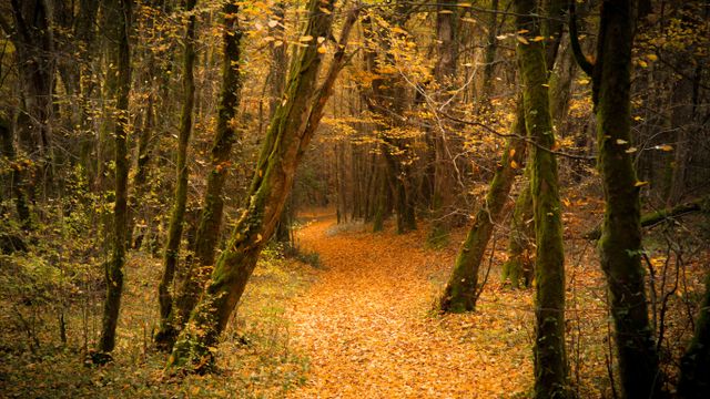 Forêt en automne