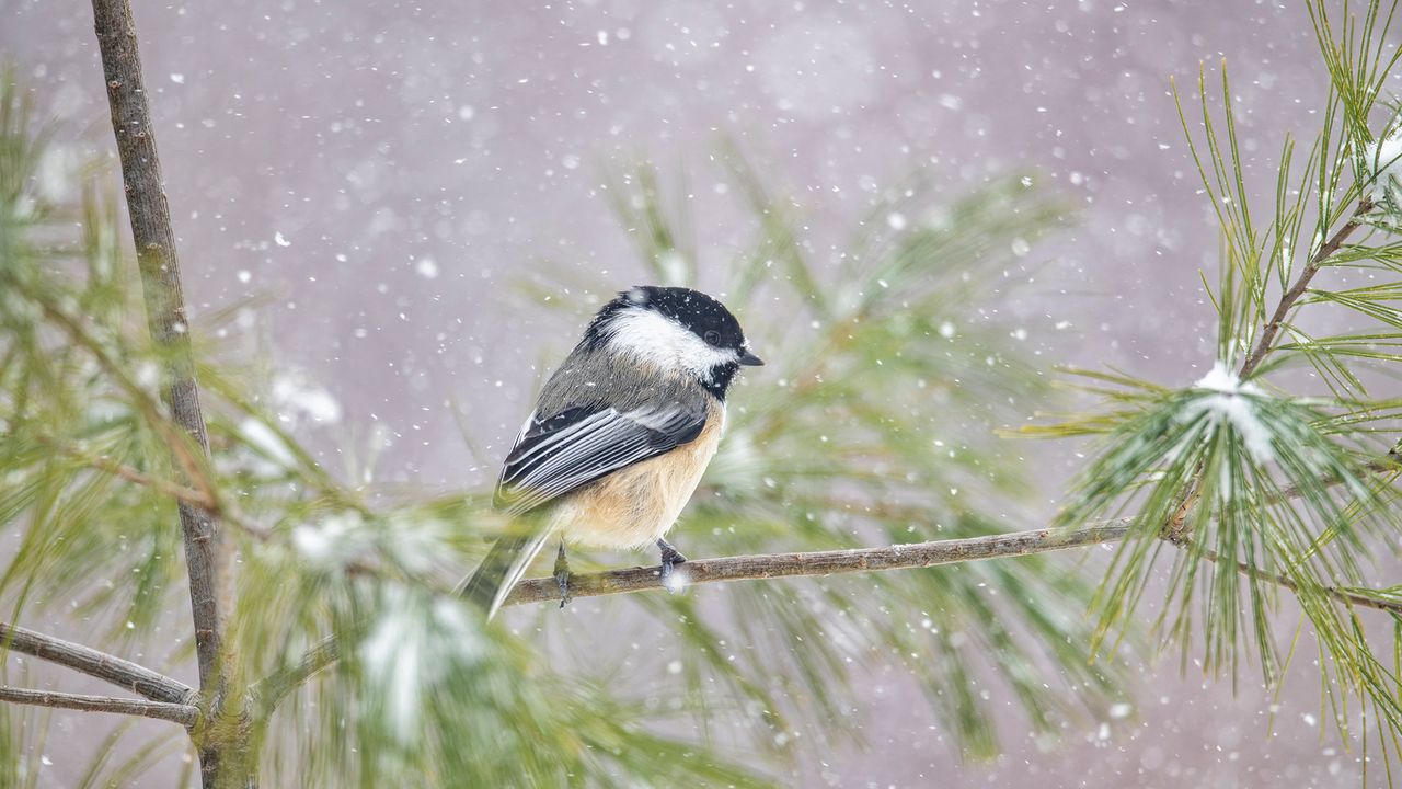 Black-capped Chickadee (Poecile atricapillus) in snowfall, Nova Scotia