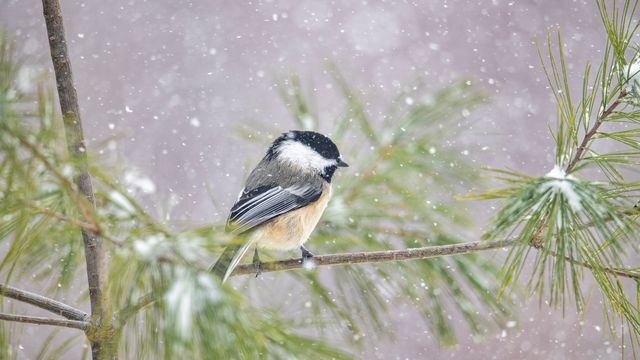 Black-capped Chickadee (Poecile atricapillus) in snowfall, Nova Scotia