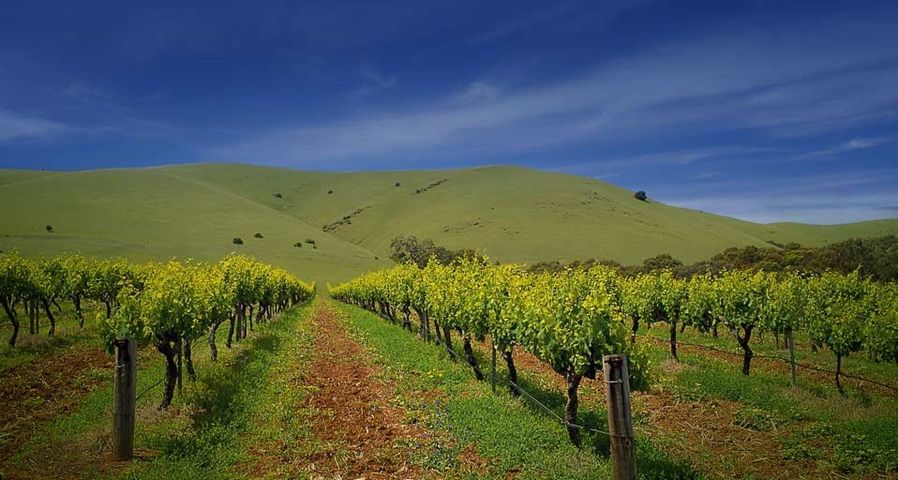 Vineyards at the back of Rowland Flat, Barossa Valley, South Australia, Australia