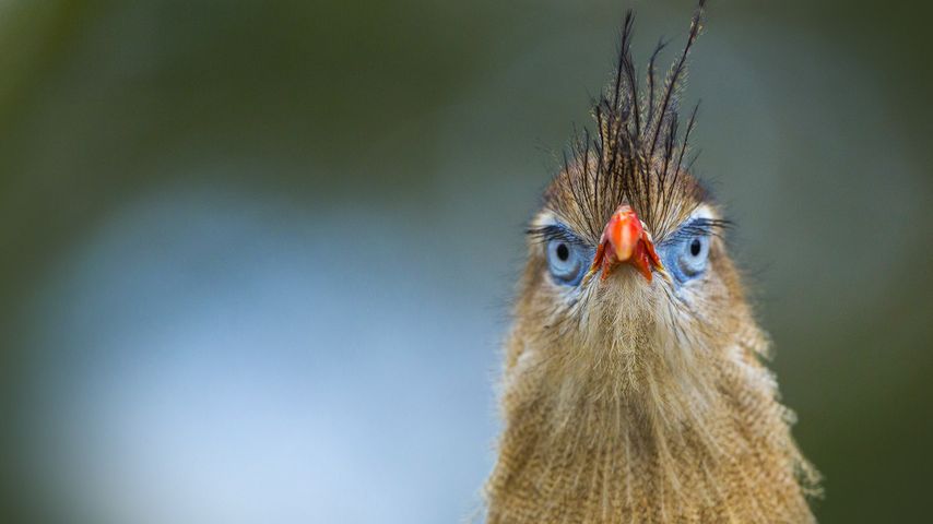 荷兰阿培尔顿，猴山动物园的红腿叫鹤