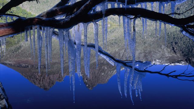 Icicles on a branch near Cradle Mountain, Tasmania