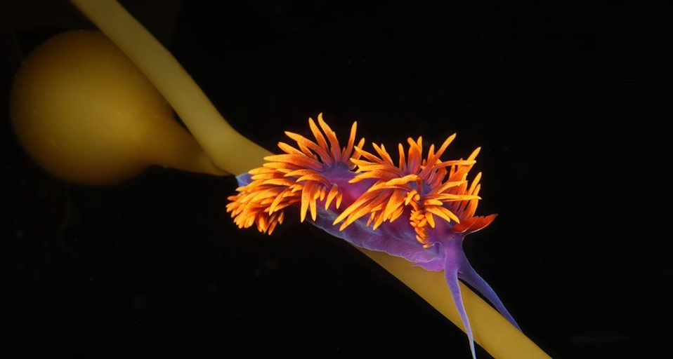 Spanish Shawl Nudibranch