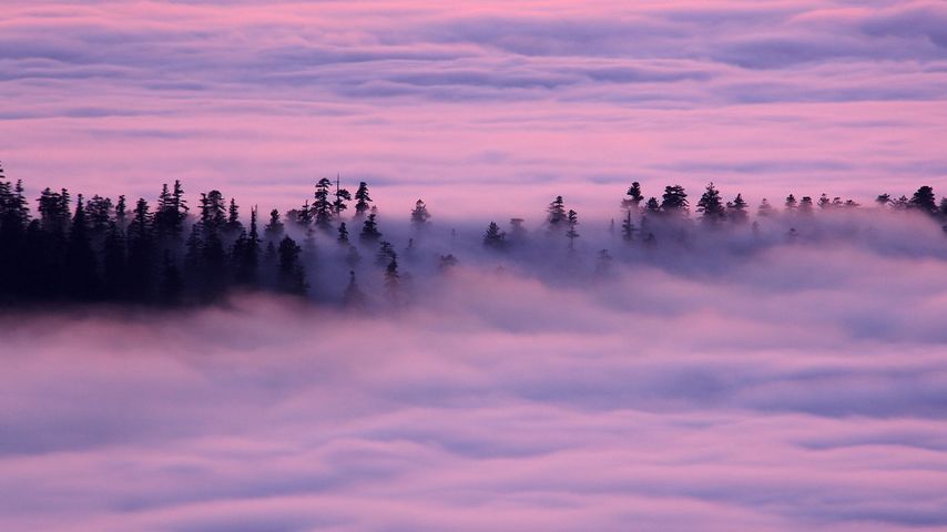 加州红杉树国家公园，飘移的雾