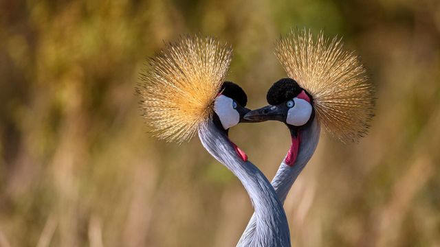 Grues royales s’embrassant pour la Saint Valentin