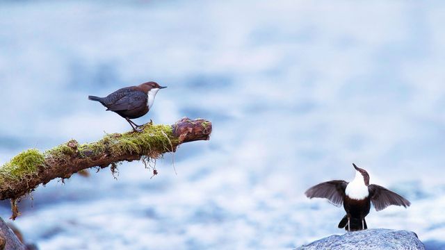 Couple de cincles plongeurs en plein flirt, Ariège, France