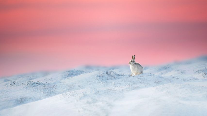 Mountain hare, Derbyshire, England