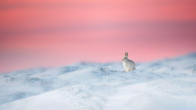 Lapin blanc dans le Derbyshire, Angleterre