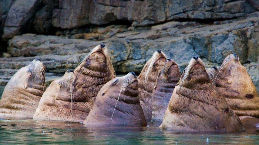 Stellar sea lion convention in British Columbia, Canada