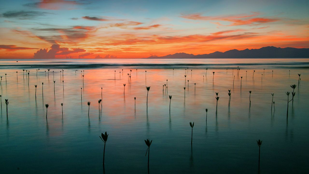 Seedling mangroves in Cayos Cochinos, Honduras