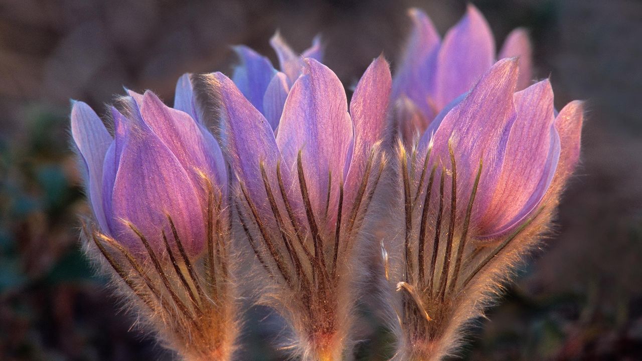 Prairie crocus in Sandilands Provincial Forest, Manitoba, Canada