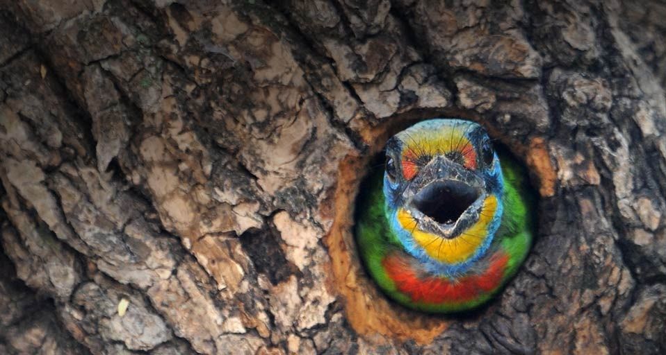 Ein Schwarzbrauen-Bartvogel –  eine Art, die nur in Taiwan vorkommt – bewacht sein Nest in Taipeh, Taiwan – Sam  Yeh/Getty Images ©