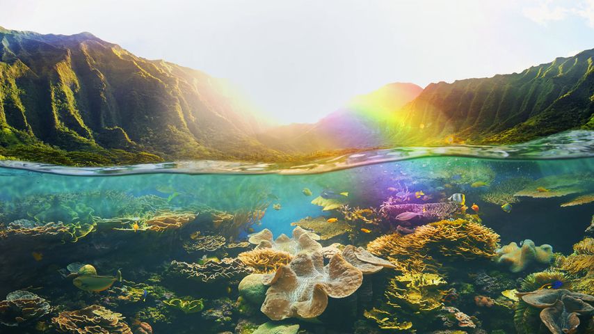 美国夏威夷，峭壁下的热带珊瑚礁