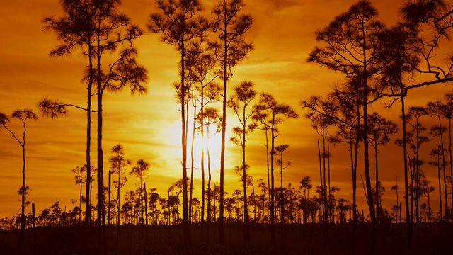 Everglades National Park, Florida