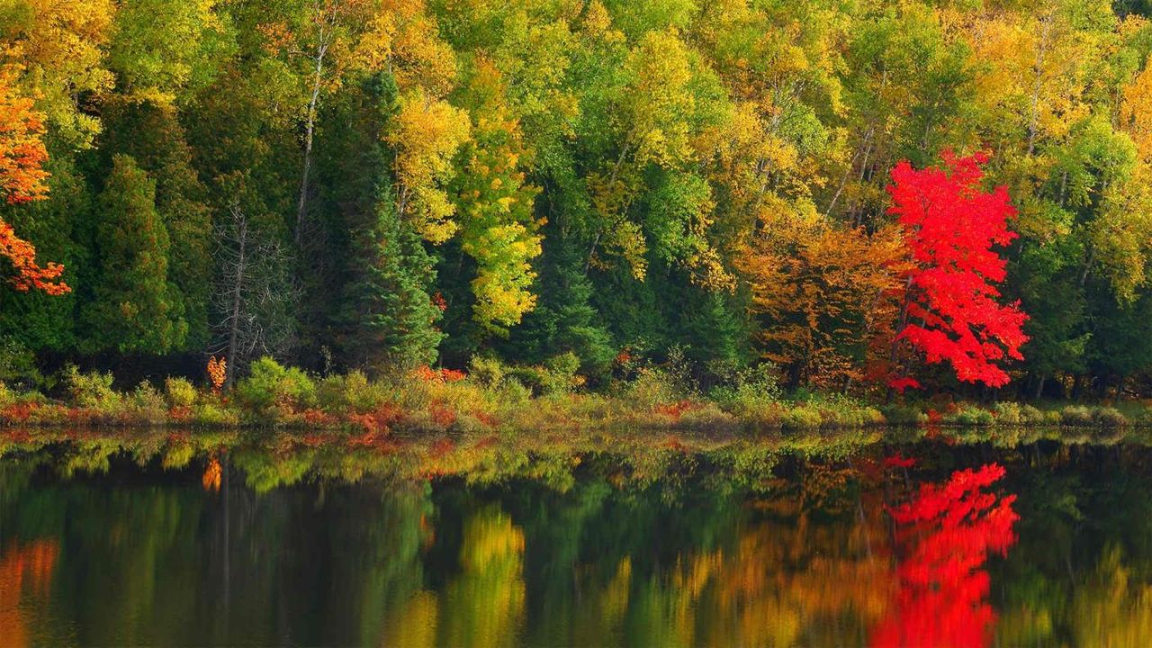 Algonquin Provincial Park, Ontario, Canada