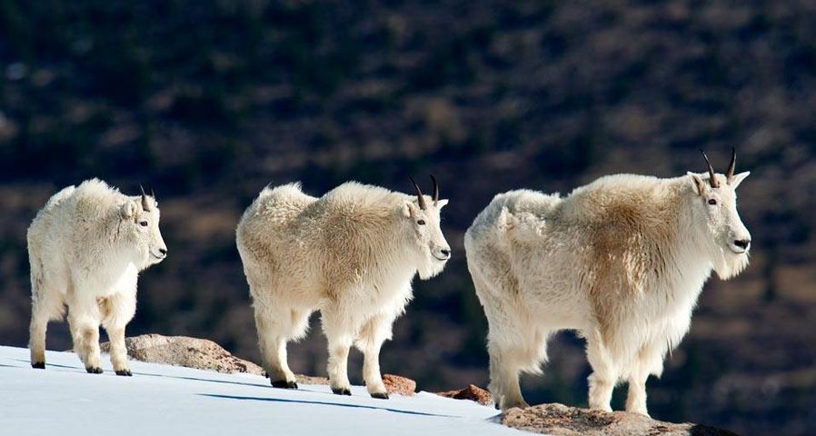 Mountain goats in the snow of the Rocky Mountains, Colorado, U.S.A.
