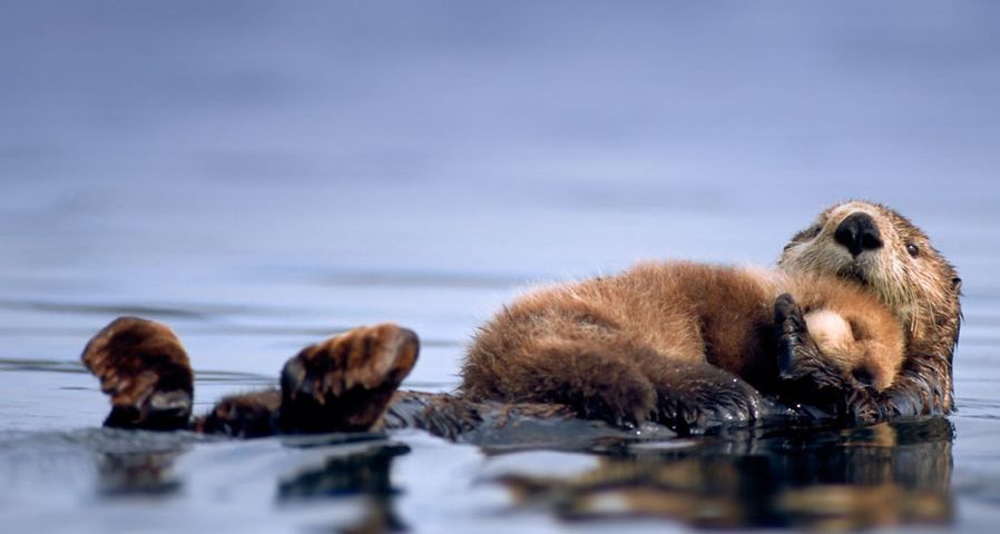 Eine Ottermutter schwimmt auf dem Rücken mit ihrem Jungen auf der Brust, Alaska – Steven Kazlowski/Corbis ©