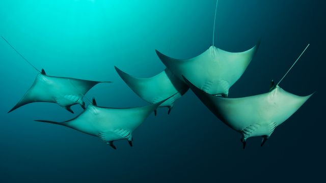 Raies manta près des Îles Salomon