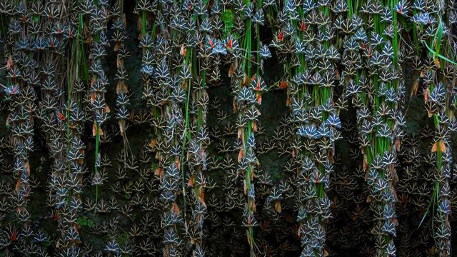 Jersey tiger moths in Petaloudes, Greece