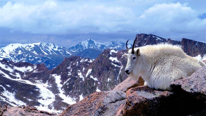 Chèvre des montagnes Rocheuses sur le mont Evans près de Denver, Colorado, États-Unis