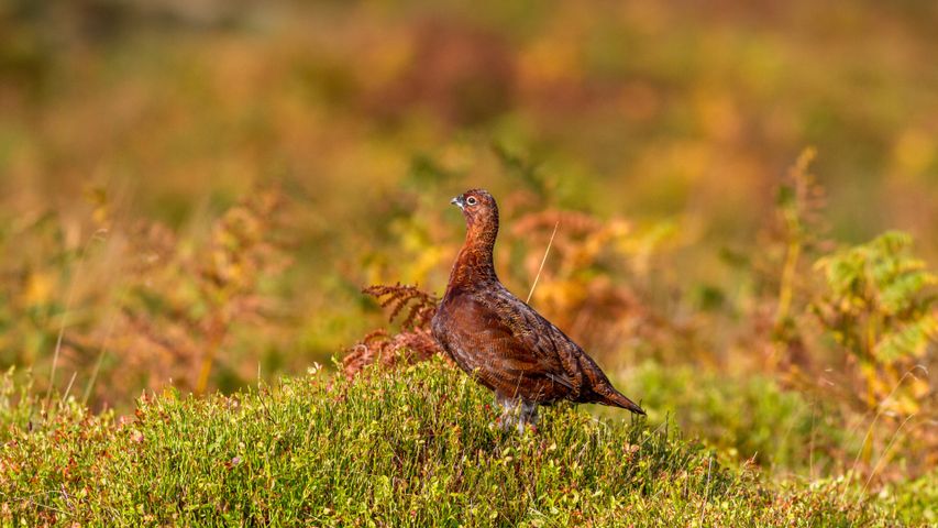 Red grouse, Ilkley Moor, West Yorkshire, UK