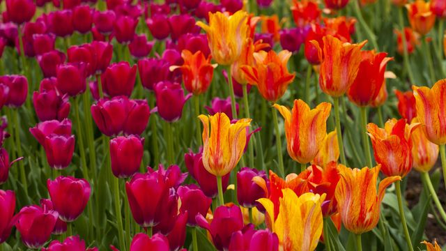 Ottawa Tulip Festival
