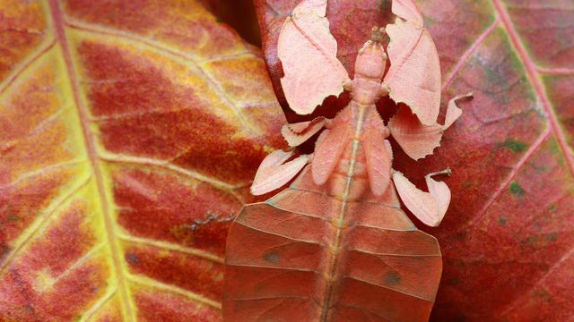 Phyllies (ou Phylliidae), Indonésie