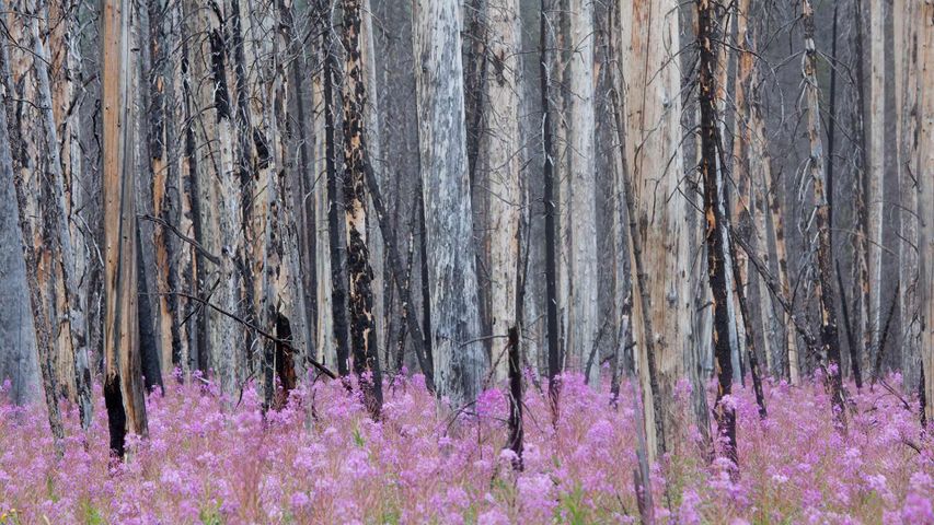 Burnt forest with fireweed in Banff National Park, Banff, Alta. 