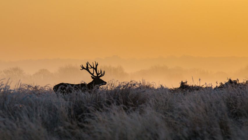 Silhouette of a buck in Richmond Park at sunrise, London