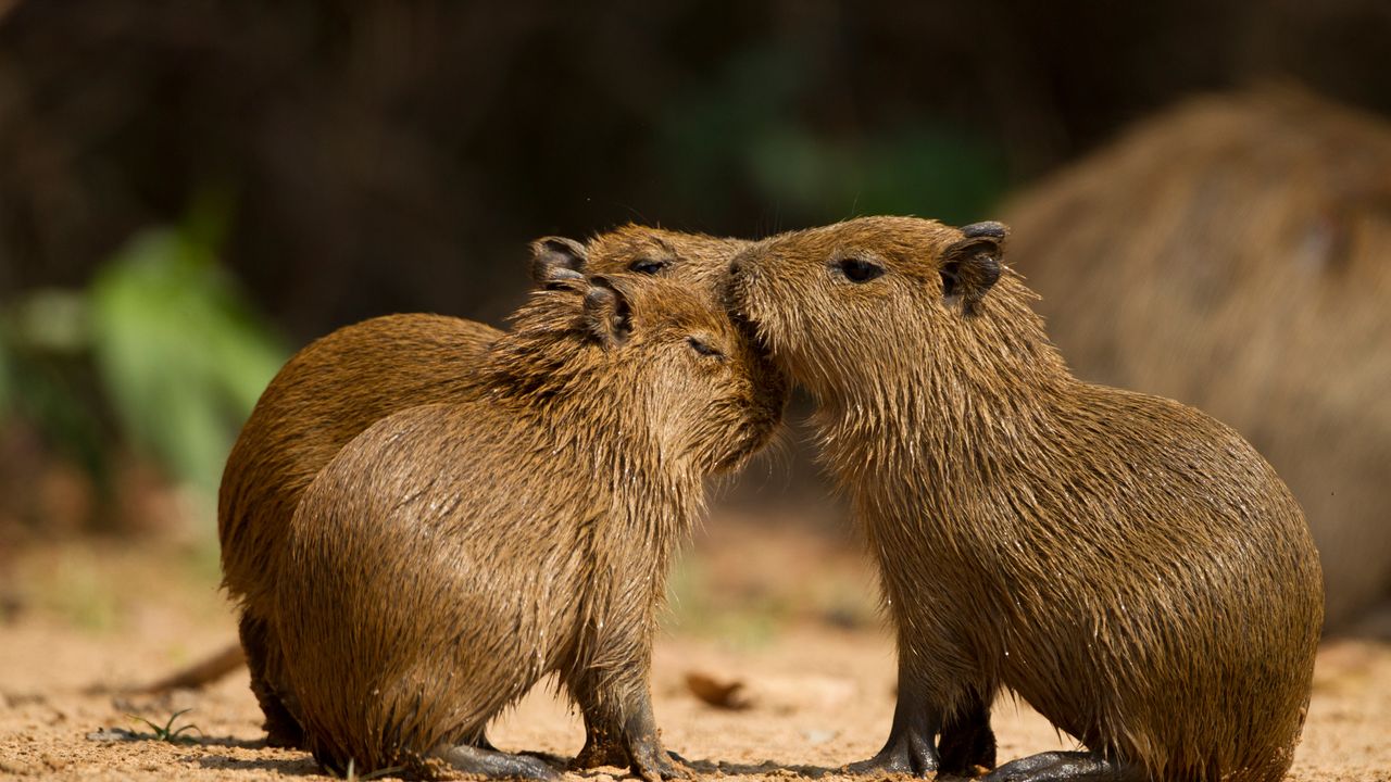 Três capivaras juntas em um ambiente natural, Pantanal Norte, Mato Grosso, Brasil