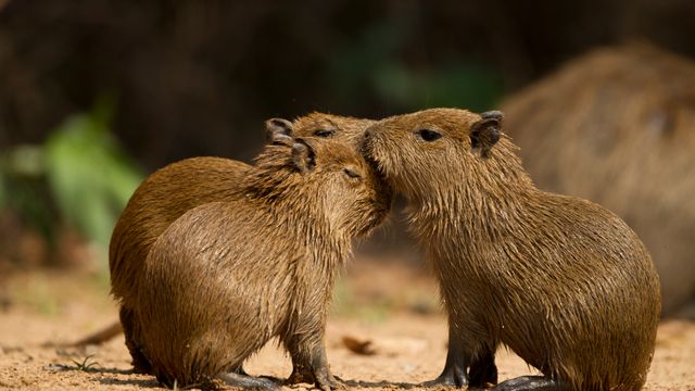 Três capivaras juntas em um ambiente natural, Pantanal Norte, Mato Grosso, Brasil