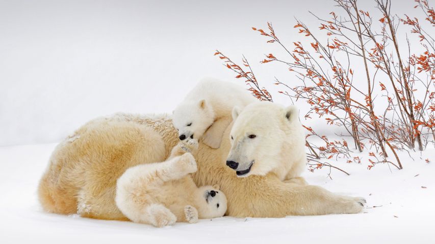 Polar bear mother with cubs in Wapusk National Park, Manitoba